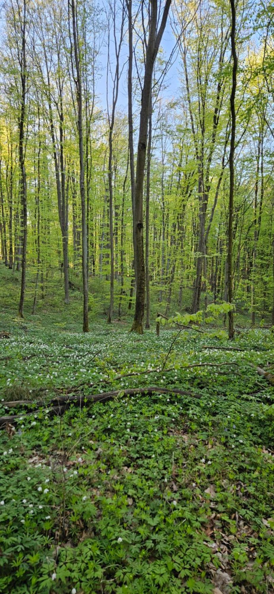 Domki W Zaciszu Ruś Exteriér fotografie